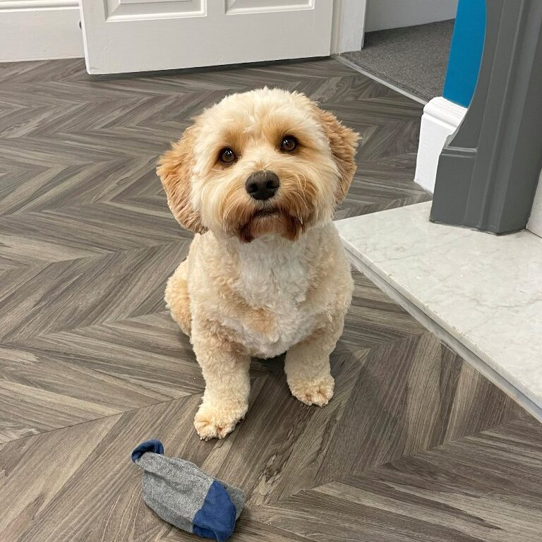 Cooper, member of the team at LR Podiatry, Sheffield